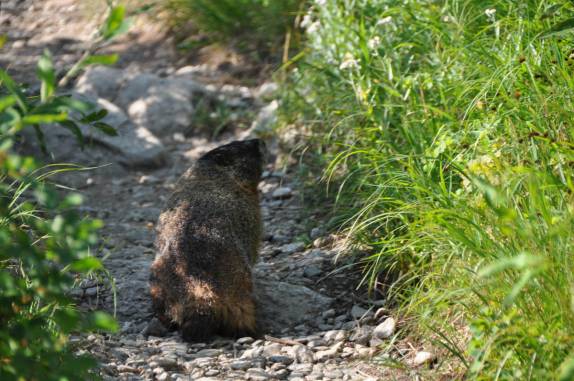 Um castor no meio de nossa trilha no Grand Teton National Park, no Wyoming, nos Estados Unidos